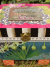 Tropical Breeze "Discover" Wish Box sdc16001.jpg